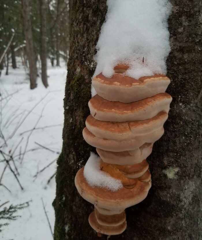 Panqueques cubiertos con crema batida