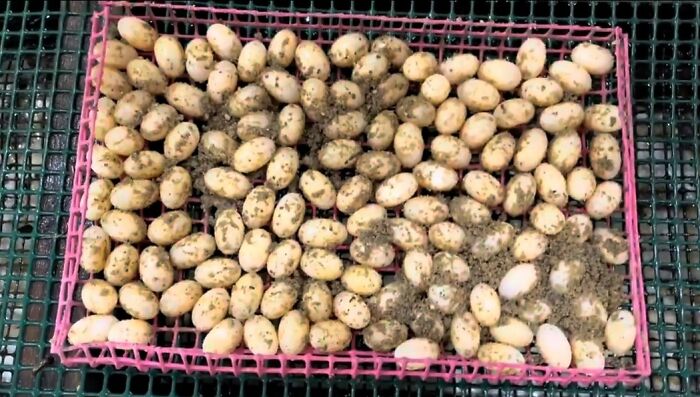 Forbidden Potatoes (Sandy Turtle Eggs)