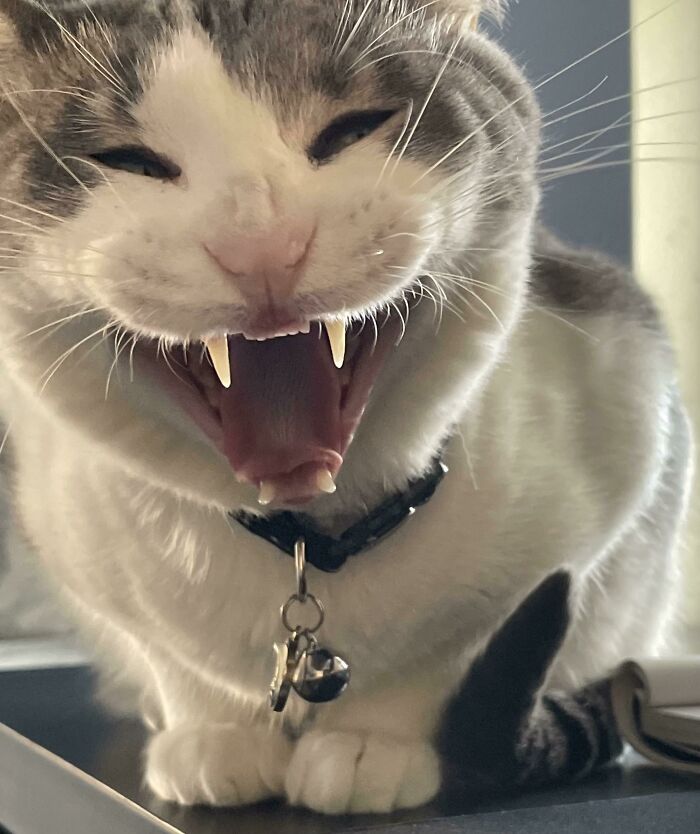 Snapped A Picture Of My Cat The Other Day