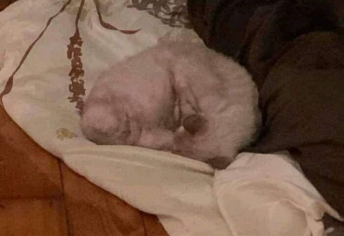 A Sleeping Cat
