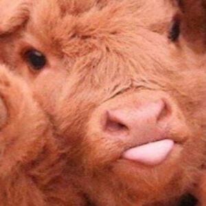 rubydossantos_1 avatar