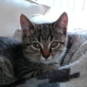 zoeydelladonna avatar