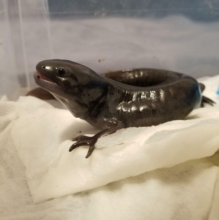 Cute black axolotl resting on a white surface in a terrarium.