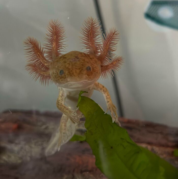 Cute axolotl with feathery gills holding a green leaf in an aquarium.