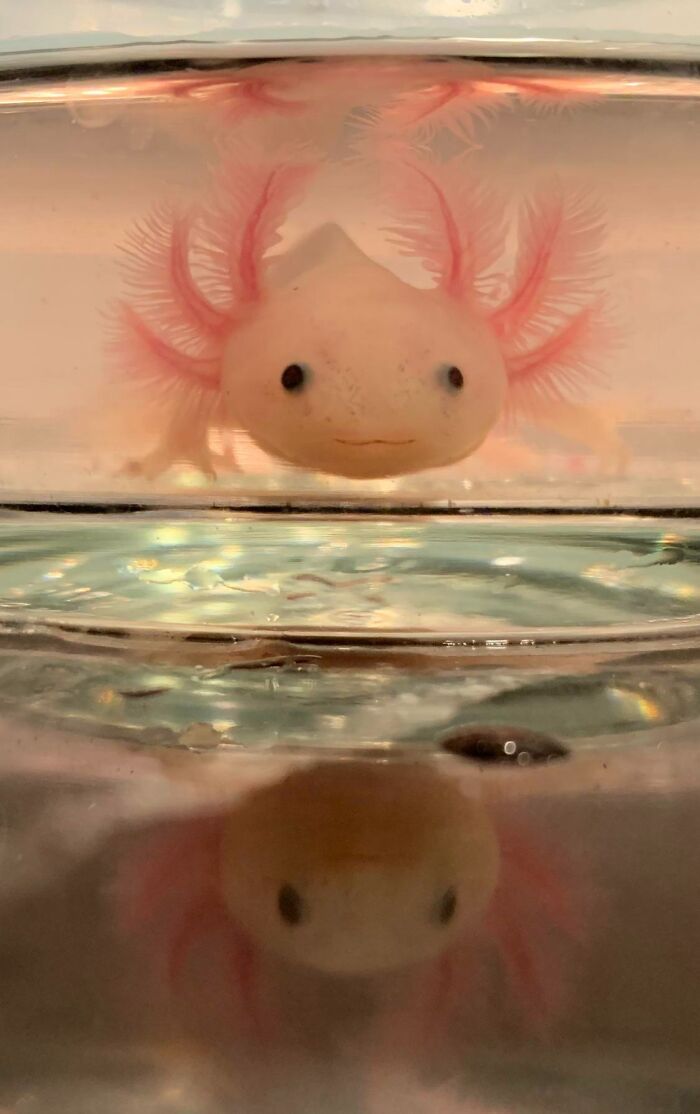 Cute axolotl with pink gills in aquarium, showcasing unique and charming appearance.
