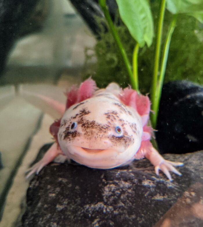 Cute axolotl with pink gills resting on a rock in an aquarium, surrounded by green plants.
