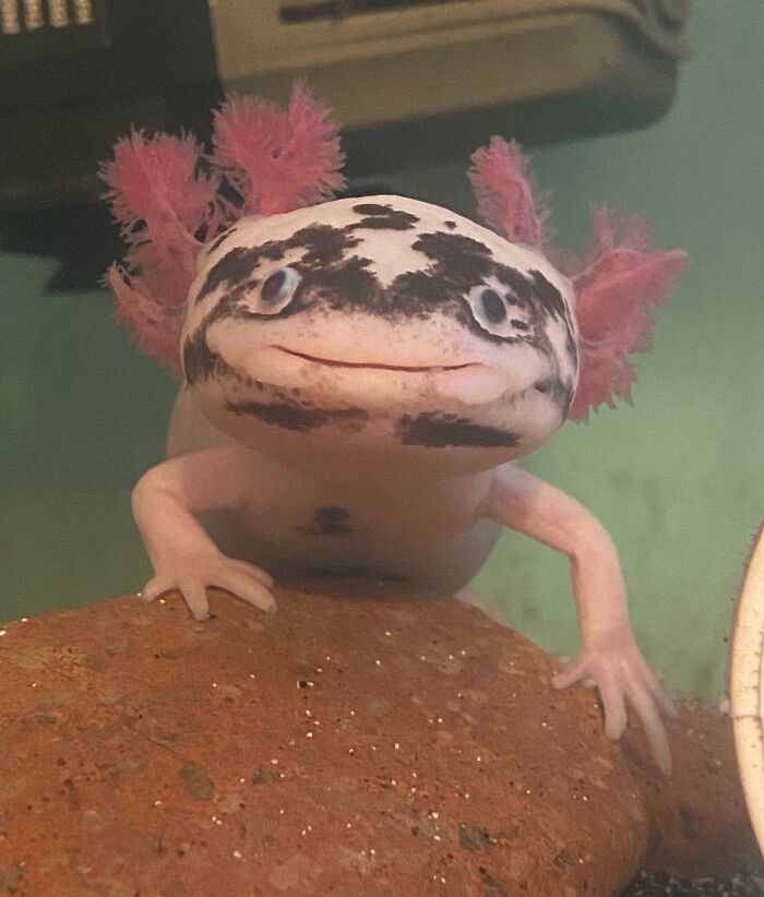 Cute axolotl with pink gills and speckled face resting on a rock in an aquarium.