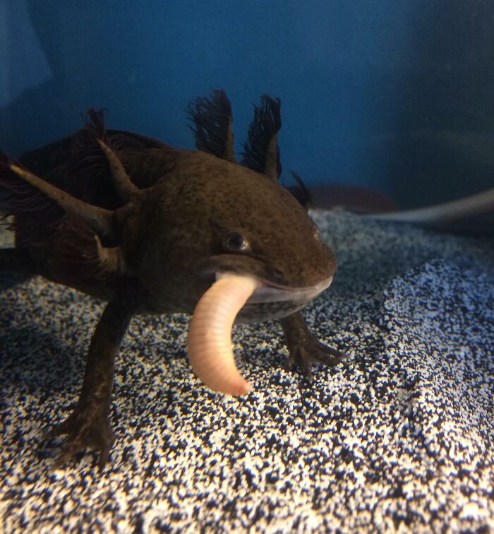Cute axolotl with worm in its mouth, resting on speckled substrate in an aquarium.