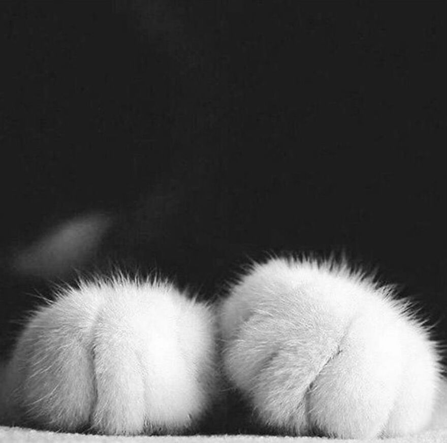 35 Selected Best Images Of Animals, As Shared By This Instagram Page