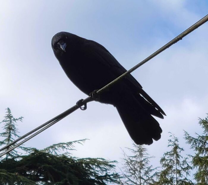 Crow standing on wire