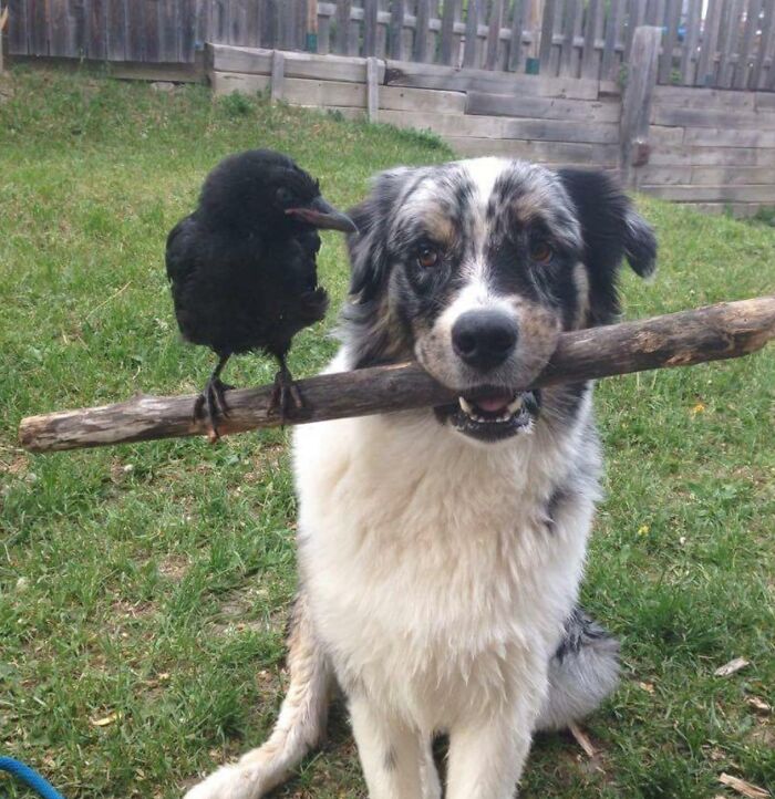 Dog holding a stick and crow on stick
