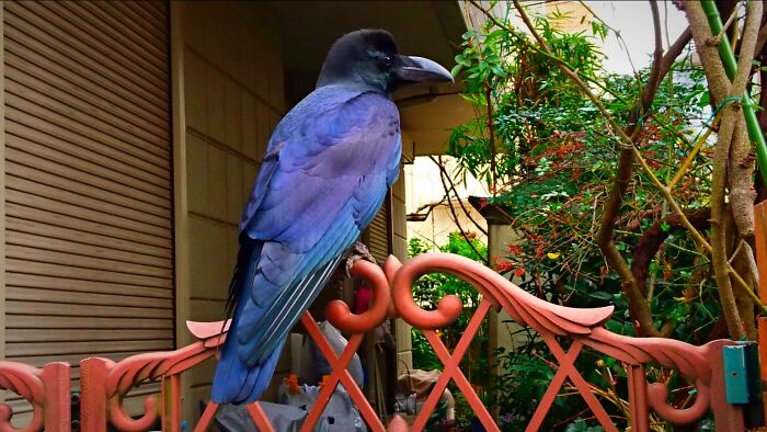 Purple blue crow on the red fence