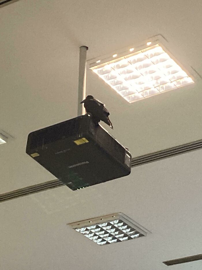 Black crow standing on projector
