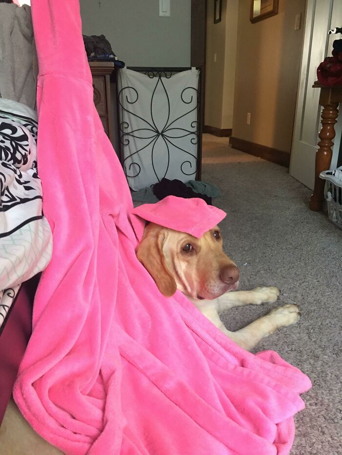 My 3 Year Old Sister Wanted The Dog To Take A Nice Nap