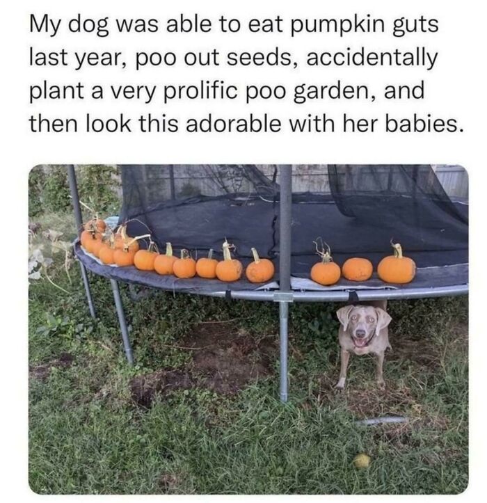 “Prolific Poo Garden”