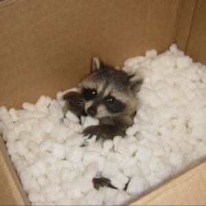 meketsongranis avatar