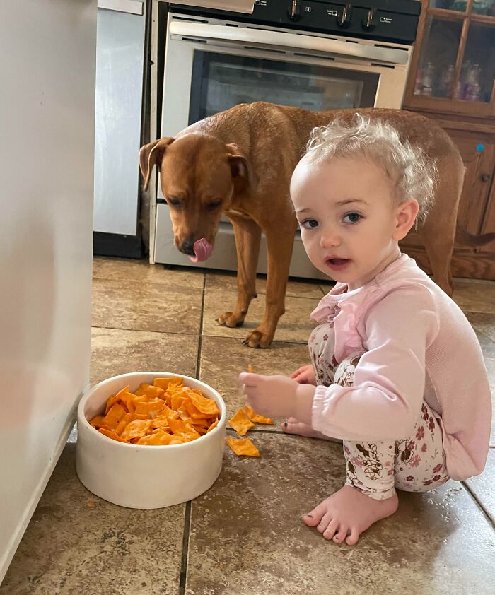 Vierte una bolsa de patatas fritas nuevas en el cuenco de un perro, sólo para comérselas del cuenco