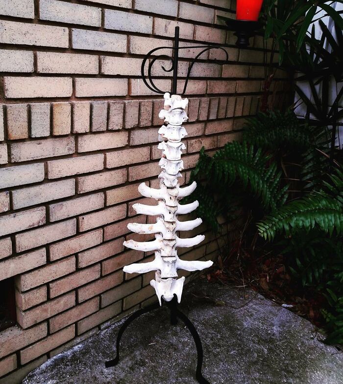 Cow Bone Candle Holder