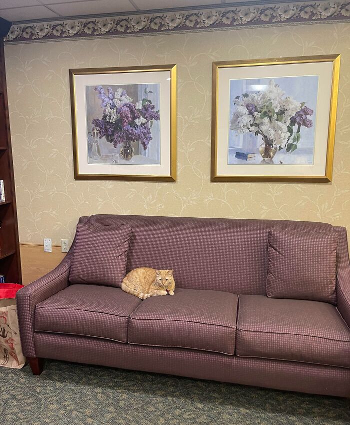 When My Grandmother Was In Senior Care In 2014, There Was A Support Cat Named Ginger. Today, My Grandfather Moved Into The Same Place And Look Who’s Here