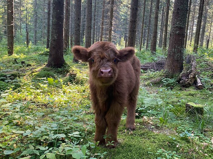 Fluffy Highland Cattle Calf