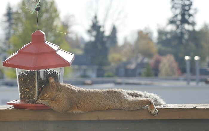 My Girlfriend Put A Bird Feeder On Our Deck. This Bastard Ate Himself To Sleep