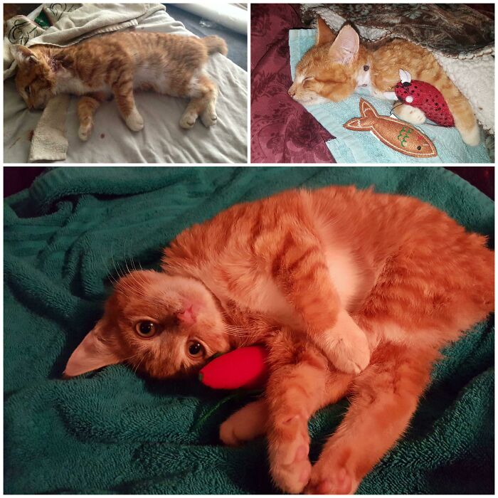 Reeves fue encontrado tras ser atacado por un lince rojo