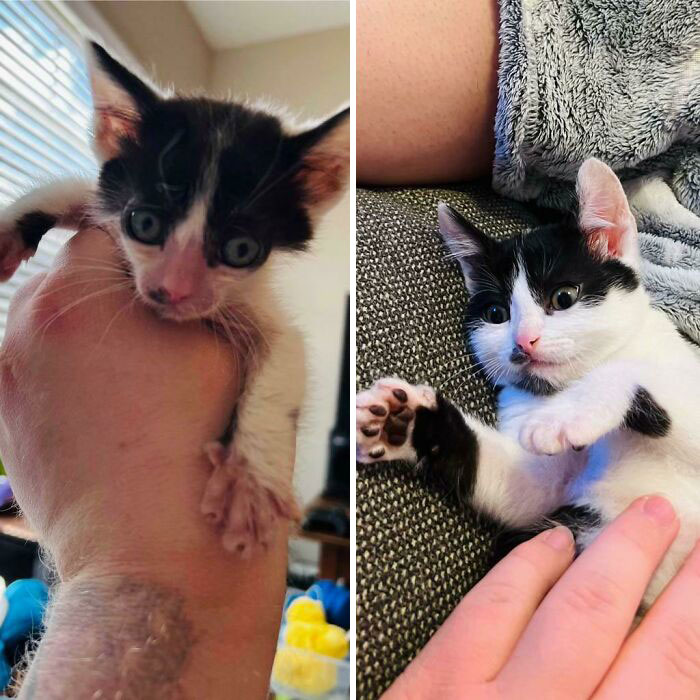 ¡Hoy se cumple un mes desde que comencé a cuidar temporalmente al pequeño Gremlin! Sé que técnicamente no es una adopción, ¡pero lo será una vez que esté castrado!