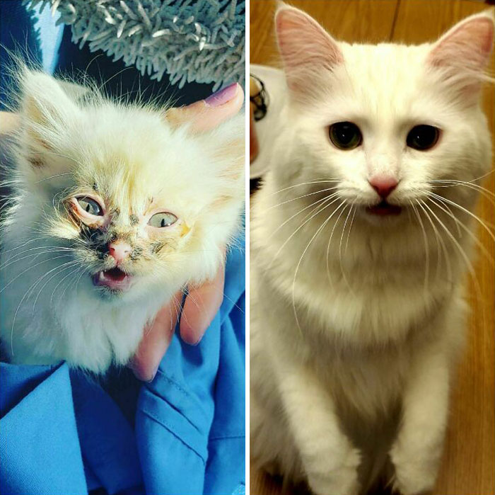  La transformación de Nimbus