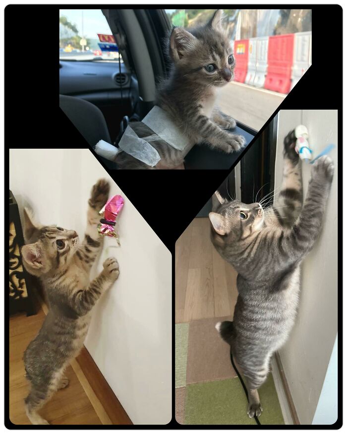 Who Would Have Guessed Burrito Will Live? He's Turning 4 Next Month!!