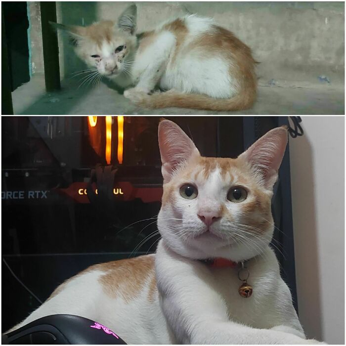 I Adopted Him Like This In May 4th'22. So I Am Guessing This Is His Birthweek. Happy Birthday To My Precious, Name's Cutu (Parents Named Him. Derived From Cute) Irony Is, They Told Me Not To Keep Any Pets Now He Is Their Favorite As Well