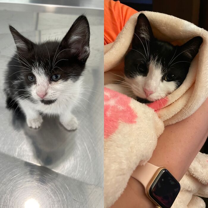 This Is Ellie, We Found Her On The Streets In January 2022. We Don’t Know What Happened To His Mom Or Siblings But She Was Starving And Severely Underweight. After The Vet We Removed Over 25 Fleas. Nowadays She Sleeps Between My Legs Almost Every Night