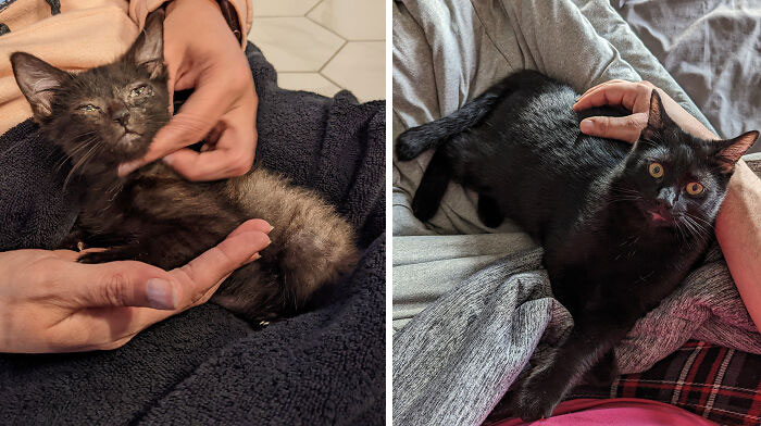 We Found Little Otho At A Car Wash Back In October. Doesn't Even Look Like The Same Cat Now