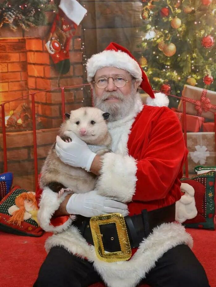 Here Is A Possum Meeting A Santa
