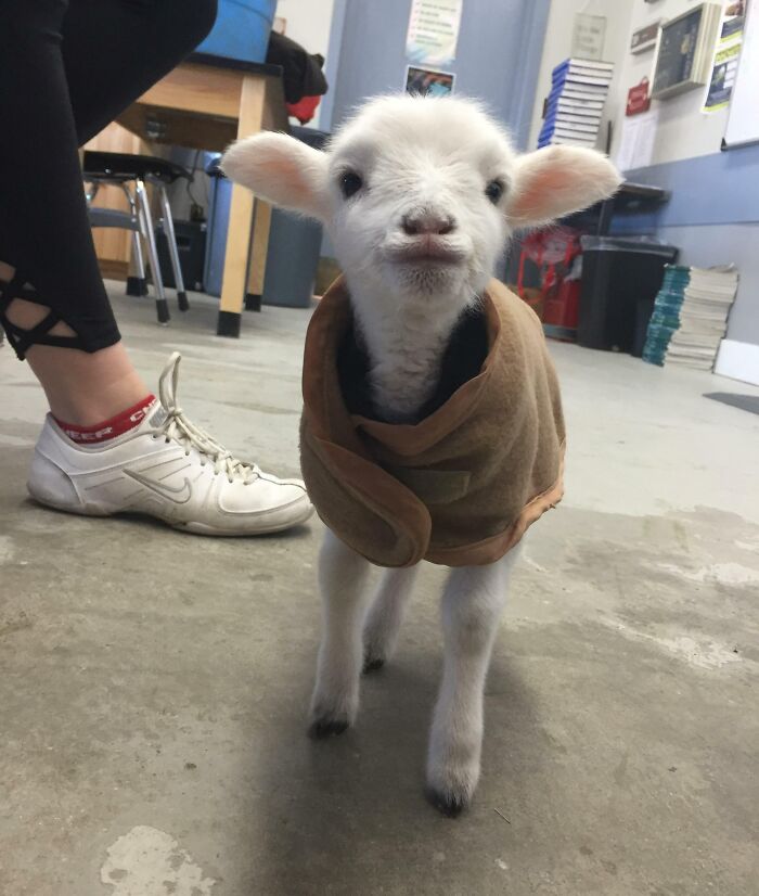 I Often Substitute Teach At A Small Farm Town Nearby. Here's The Agriculture Class's Current "Project"
