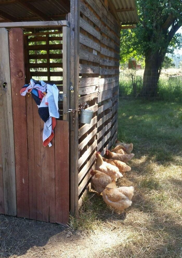 My Sister's Goat Had A Baby Today And The Chickens Came To Say Hello