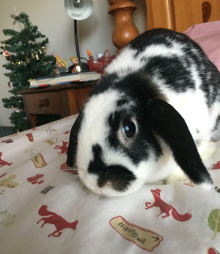 My Girlfriend’s Rabbit, Banjo, Has A Smaller Rabbit On His Nose