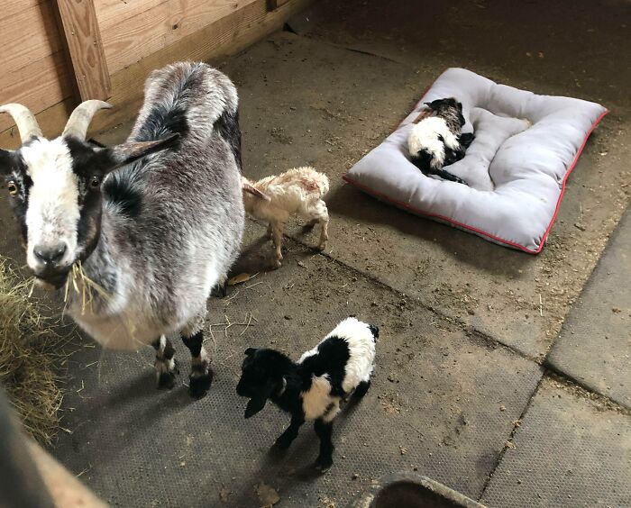 Good Job, Momma. We Weren’t Expecting 3