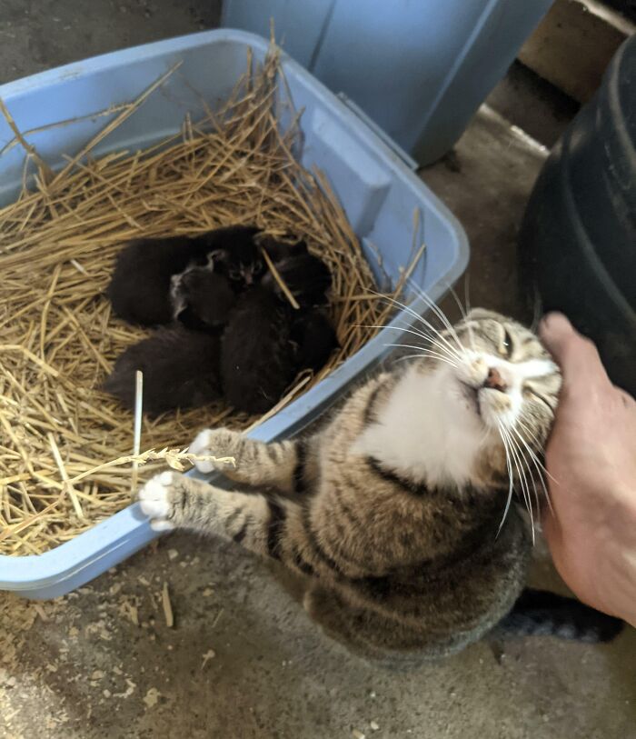 My Cat Is A Very Proud Mom