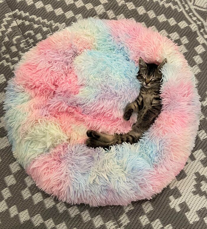 Rescue Cat I Met Today At A “Cat Lounge” Shelter