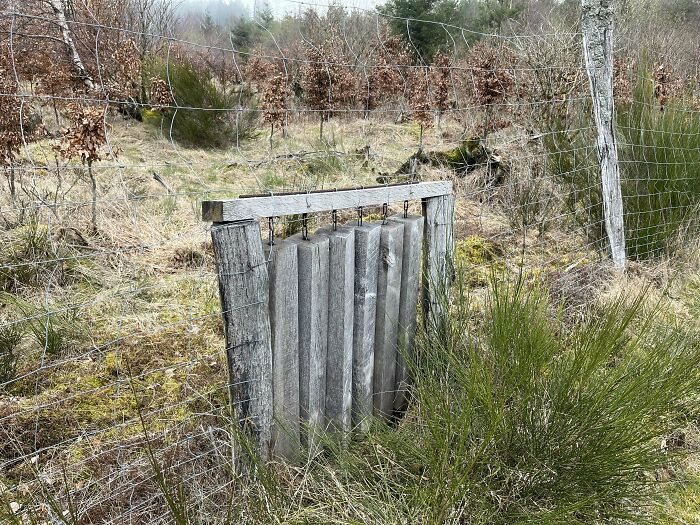 A Kind Of Wooden Gateway In A Fence In The Woods?