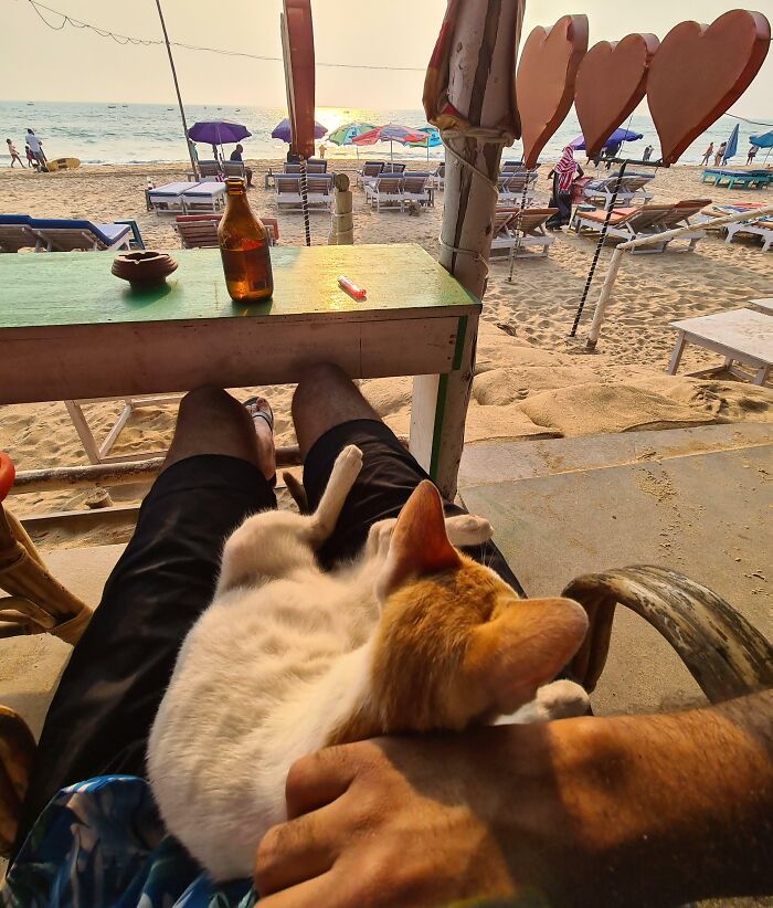 Went To The Beach Feeling Bad About Having To Hang Alone, This Cutie Decided To Join Me Out Of Nowhere And Helped Me Feel Much Better