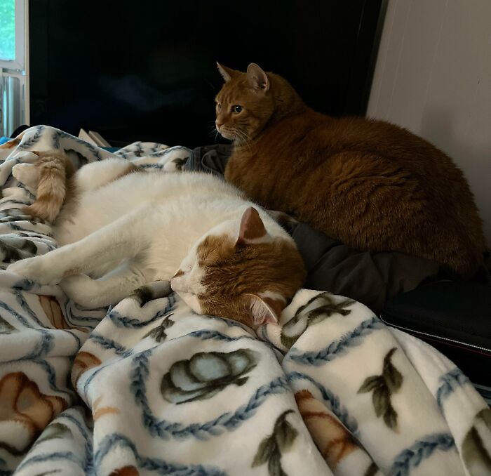 Had A Minor Surgery Yesterday, Luckily Peanut (Right) And Murray (Left) Are Here To Help Me Recover