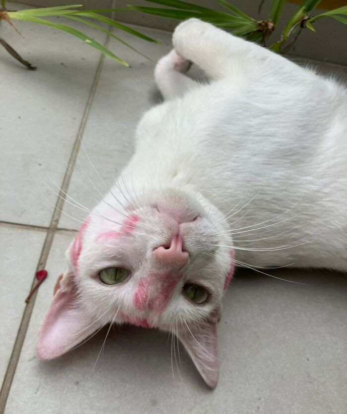 My Cat Showed Up At My House Like This Today. Apparently, We Have A Cat Lover In Our Street