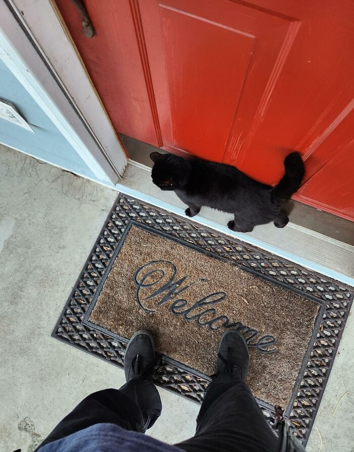 It's A New Day, He Is Getting Bolder In His Attempts To Be My Cat