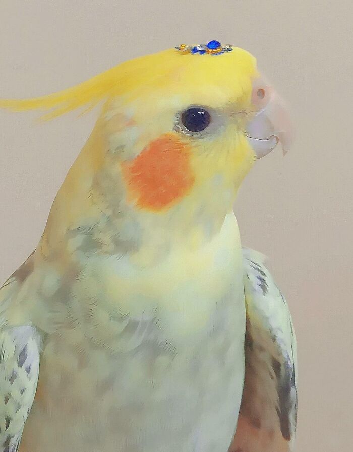 My Mother Insisted We Put A Bindi On My Bird To Celebrate Diwali