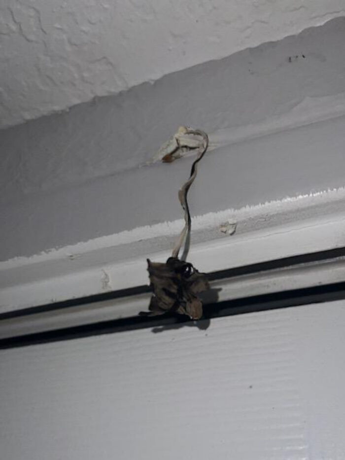 This Mushroom That Broke Through My Wall The Same Night I Restarted The Last Of Us