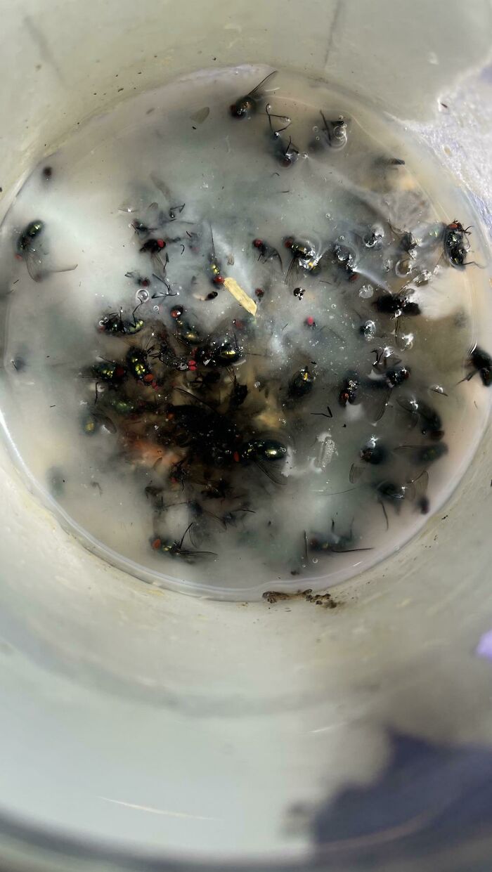 Homemade Flies Trap After One Week Outside