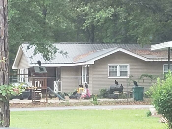 Why Are There So Many Vultures Here