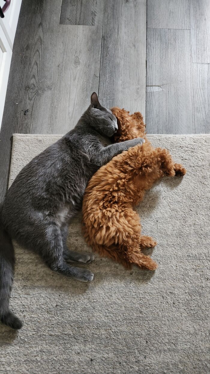 We Were Worried That The Cats Wouldn't Get Along With The New Puppy