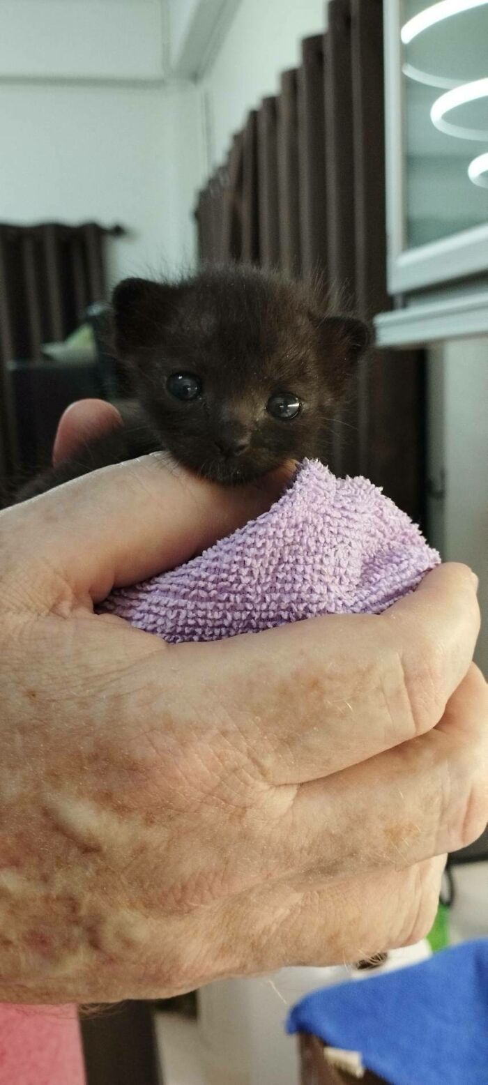 Two Week Old Void